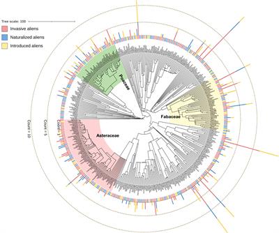 Invasive alien plants are phylogenetically distinct from other alien species across spatial and taxonomic scales in China